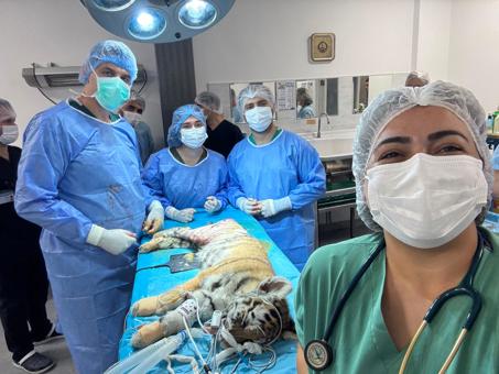 Yavru kaplan, sağlığına BUÜ’de kavuştu