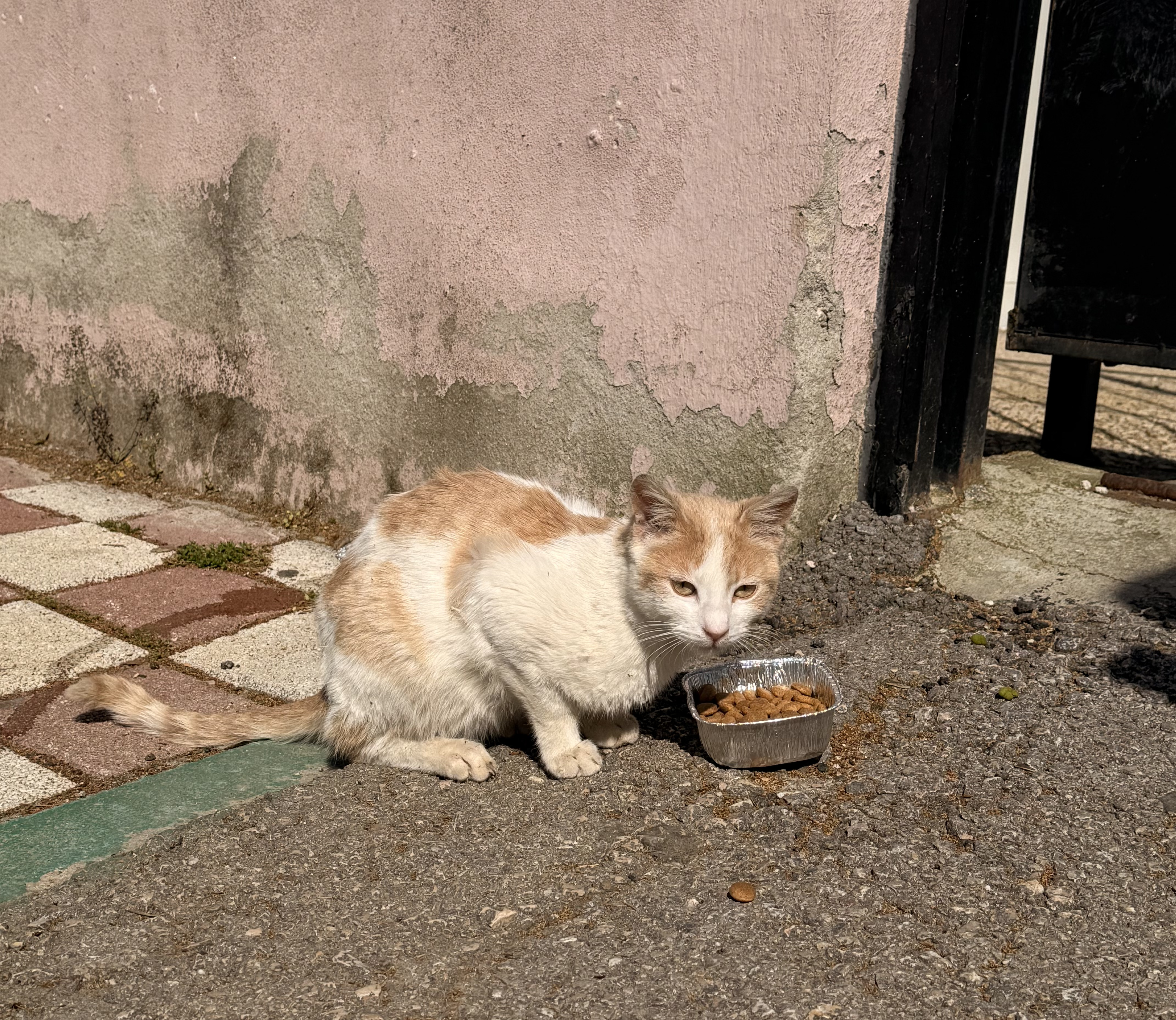 tuba hoc.sok hayvanları 2026 5! ?? 