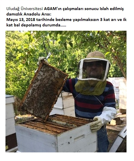  Uludağ Üniversitesi AGAM'ın çalışmaları sonucu Islah edilmiş damızlık Anadolu Arısı:  Mayıs 13, 2018 tarihinde besleme yapılmaksızın 3 kat arı ve iki kat bal depolamış durumda..... 
