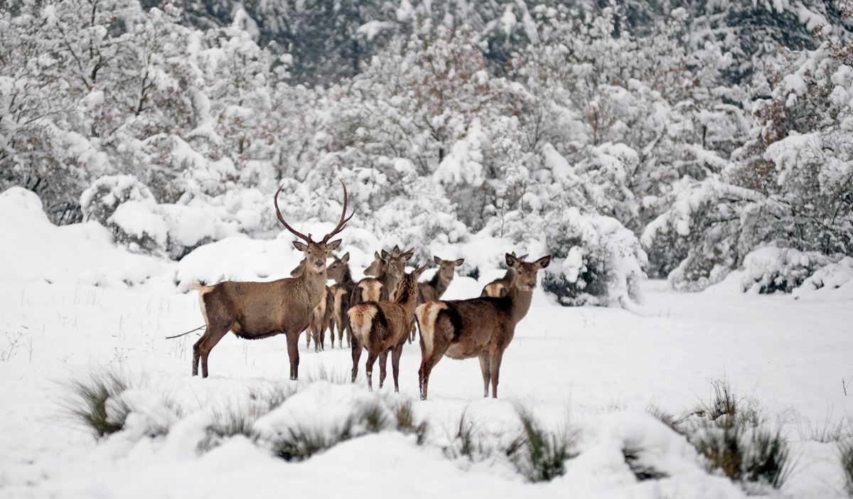 Kızıl geyik ailesinin kar mesaisi