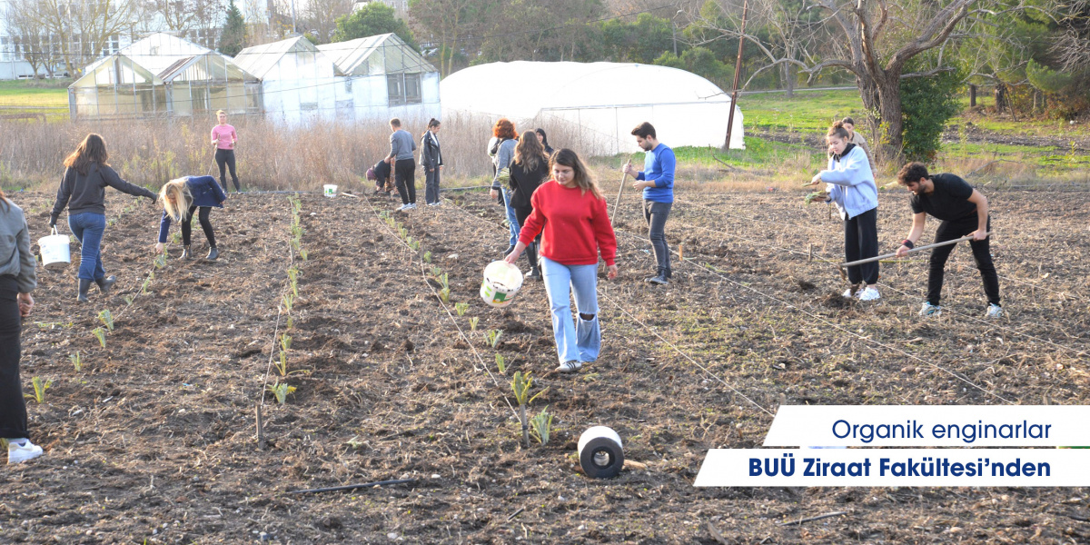  Organic artichokes from BUÜ Faculty of Agriculture 