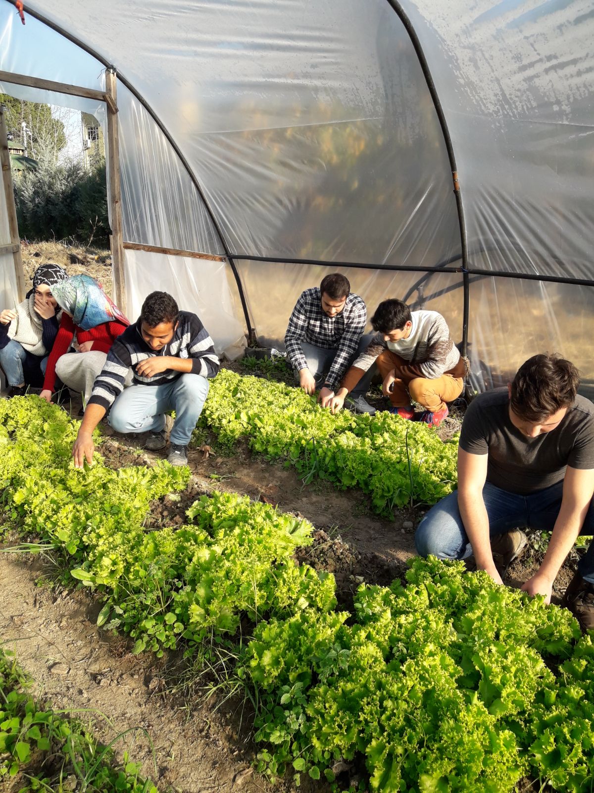  Organik Tarım Programı 2.Sınıf Öğrencilerimizin Sera Üretimleri 