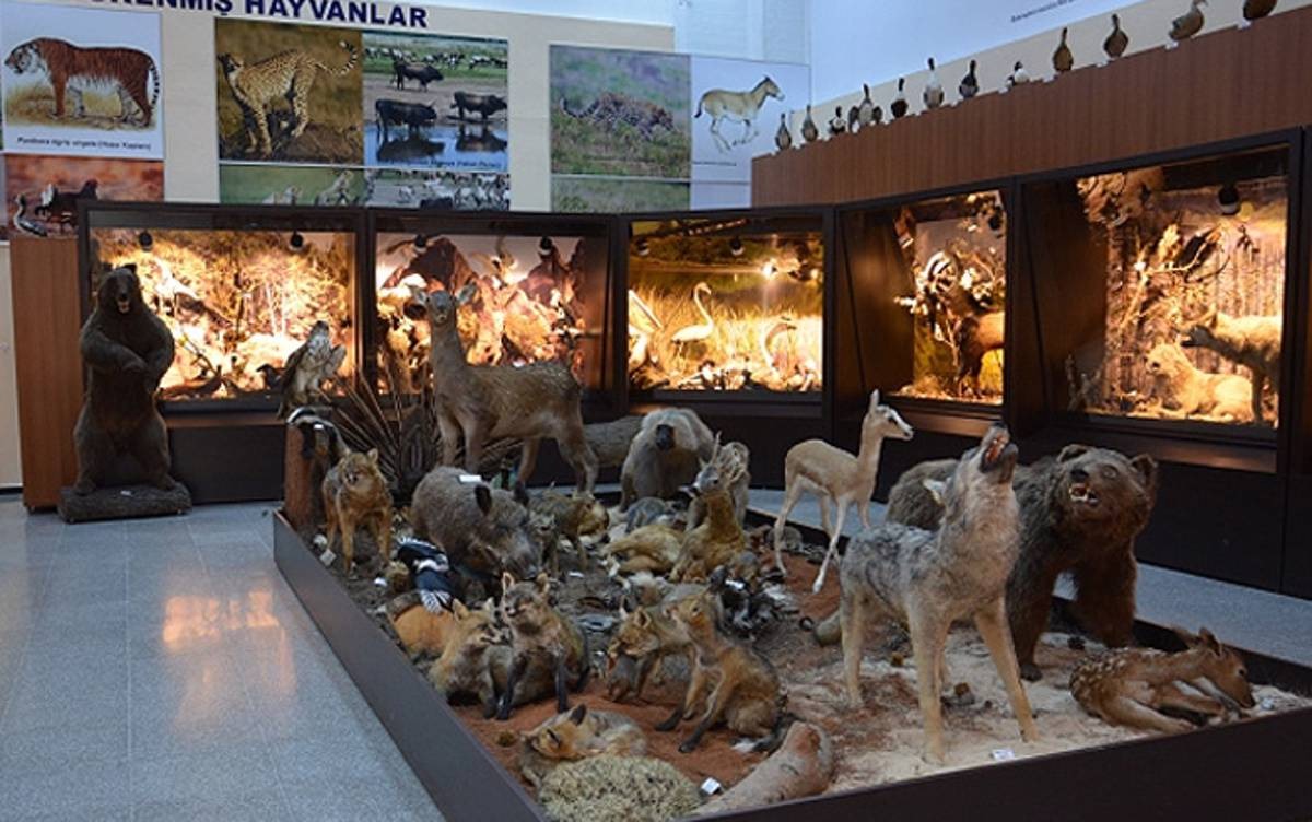zooloji müzesi